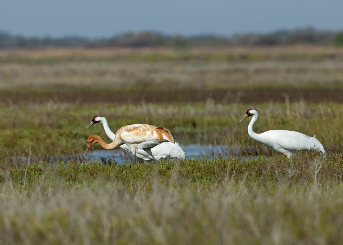 Whooping Cranes, Aransas NWR TX