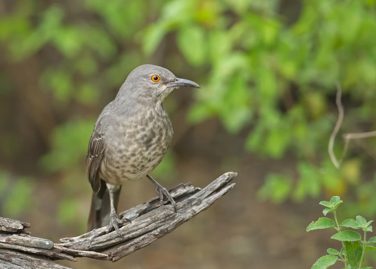 Curve-billed Thrasher, Falcon Dam TX Nov 2013