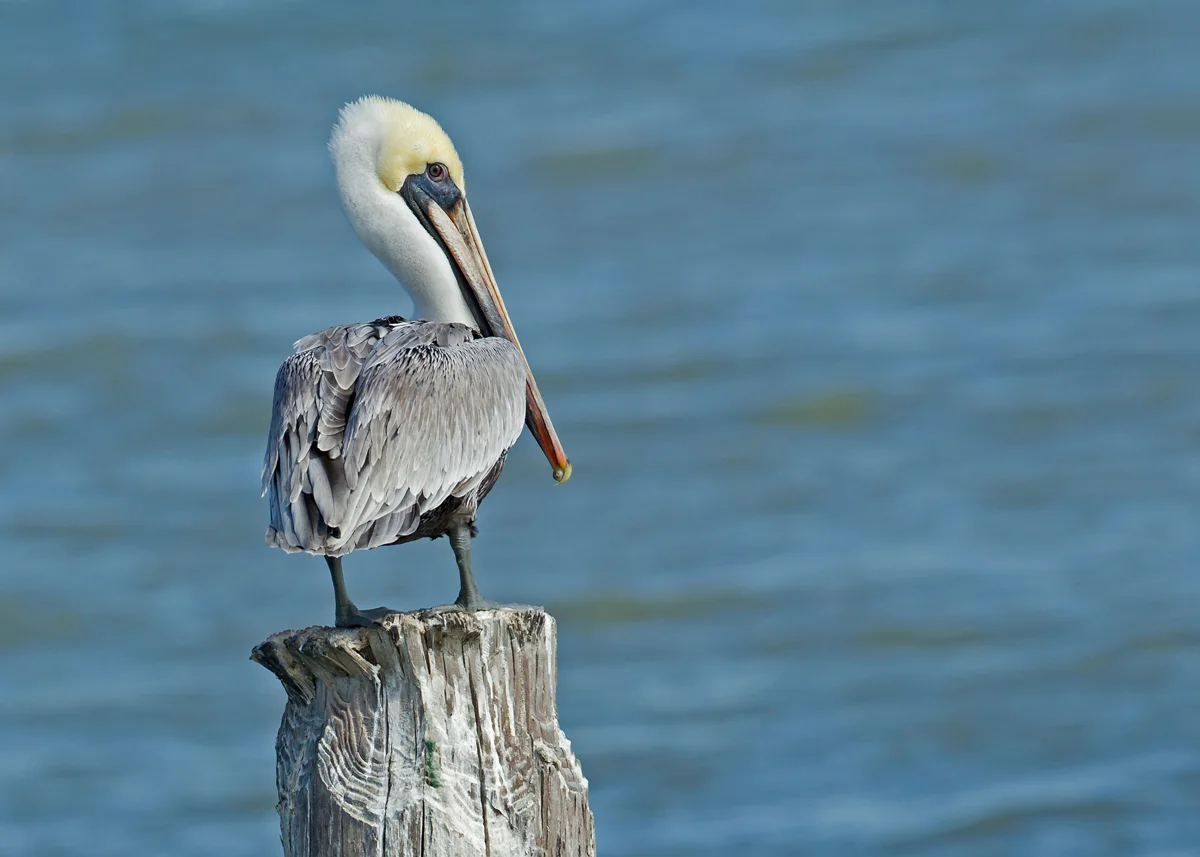 Brown Pelican, Aransas NWR TX Nov 2013