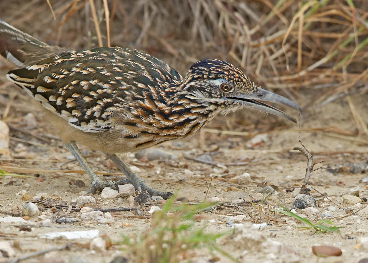 Greater Roadrunner, Falcon Dam TX Nov 2013