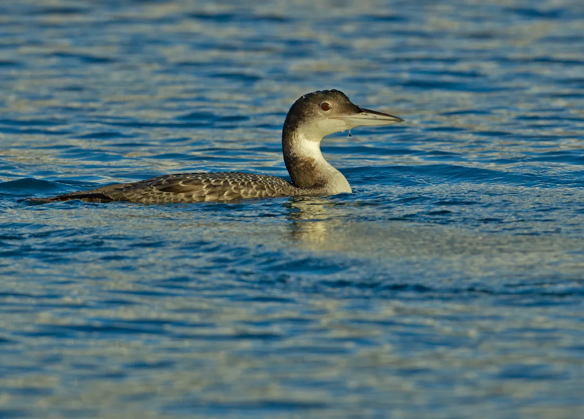 Common Loon, Brixham Marina Jan 2014