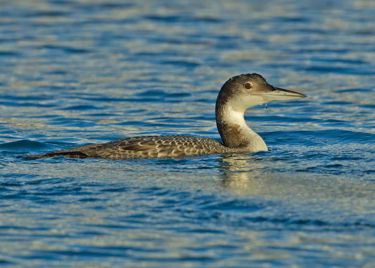 Great Northern Diver (or Common Loon) in evening sun at Brixham Marina