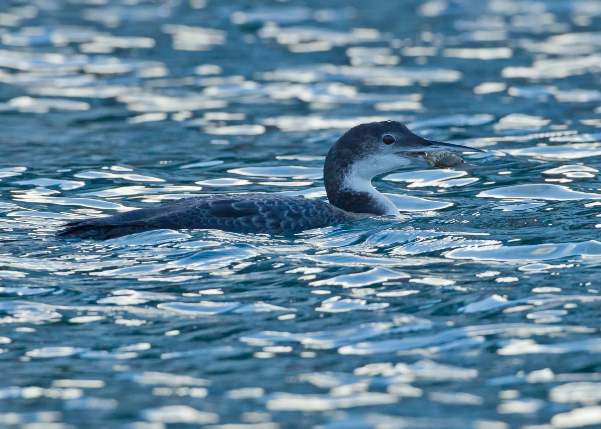 The same bird a few minutes later against the sun - it is amazing how different they can look!