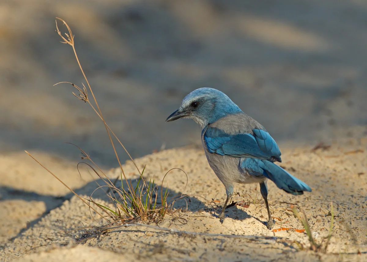 Florida Scrub Jay - Scrub Ridge Trail, Merritt Island
