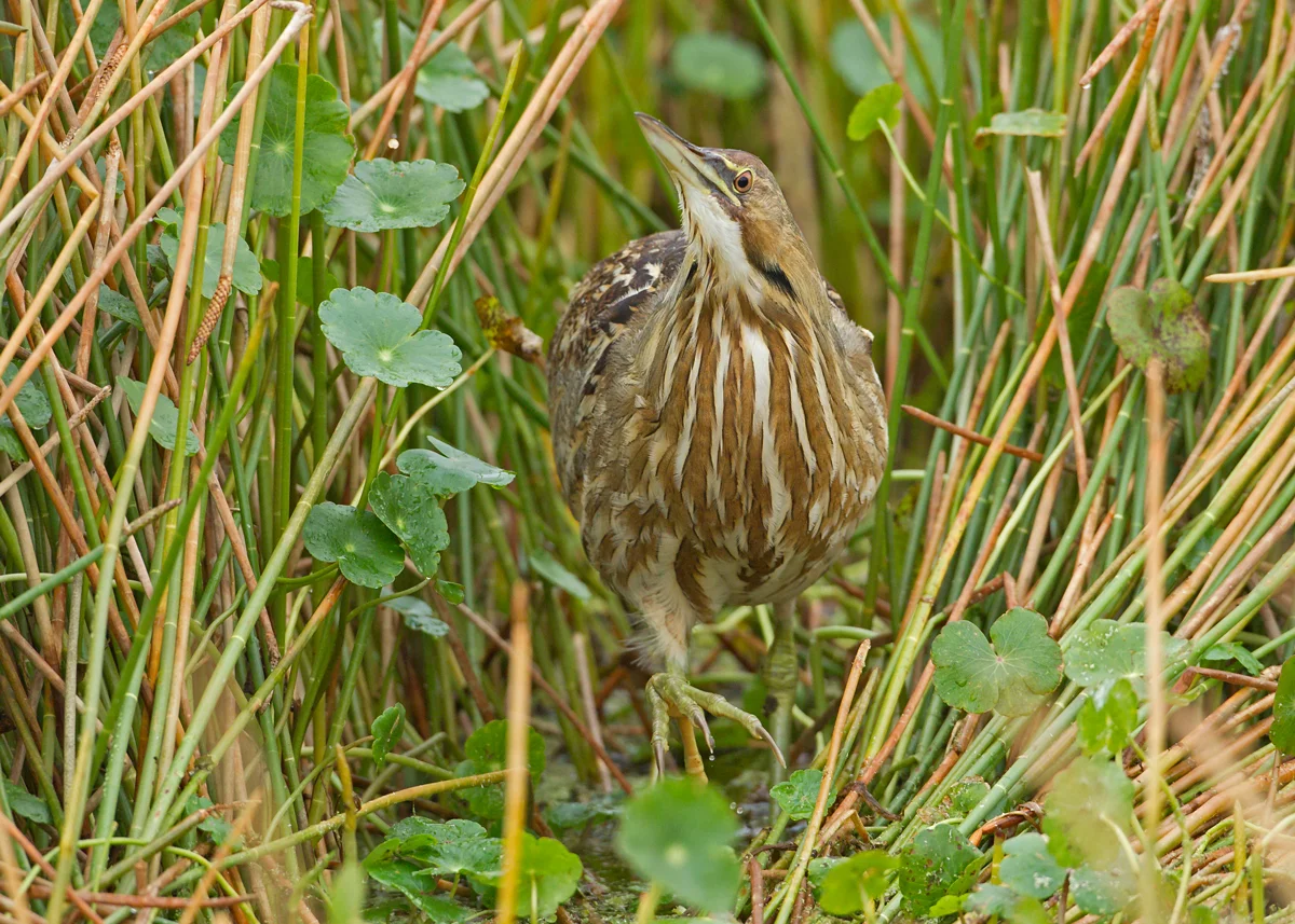 American Bittern, Viera Wetland