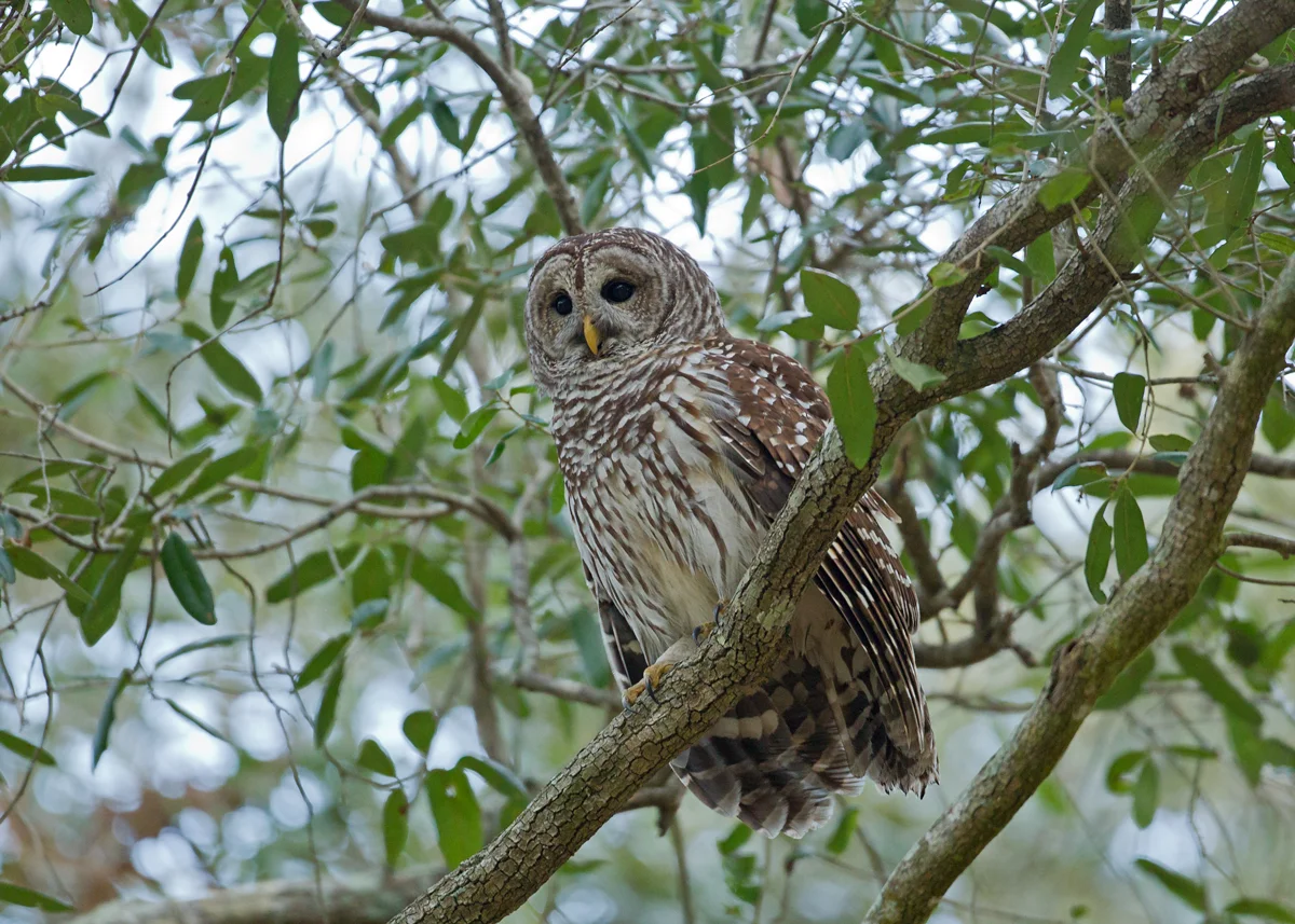 Northern Barred Owl, Titusville, FL