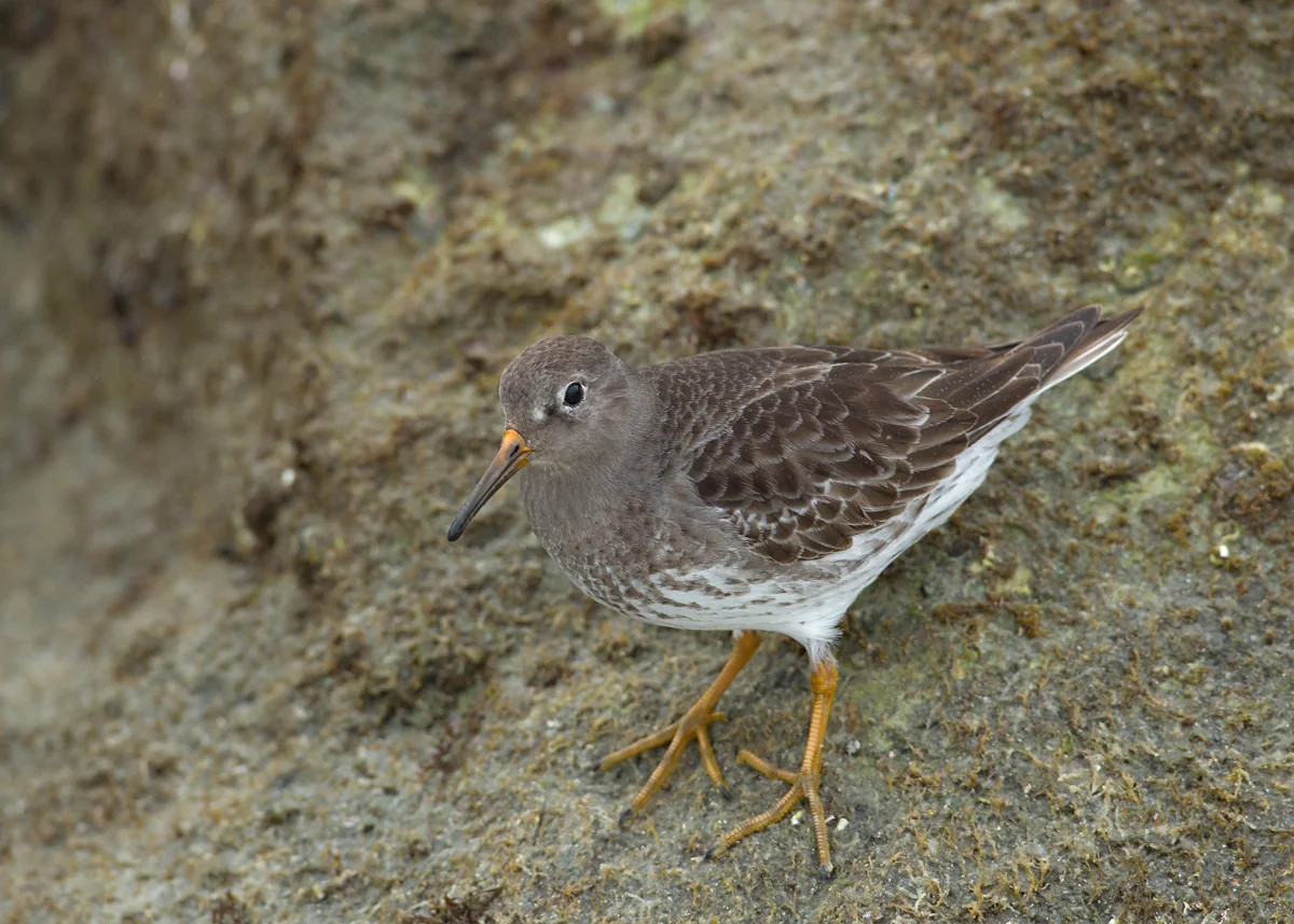 One of two Purple Sandpipers on the Lighthouse Point jetty, Daytona Beach Shores