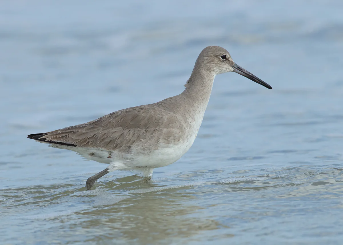 A willet, presumably western, wades belly deep in the surf at Anastasia SP