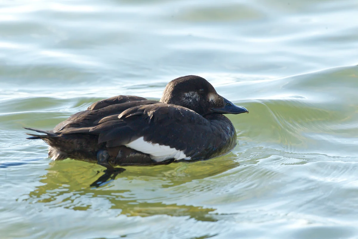 White-winged Scoter, Parrish Park, Titusville FL