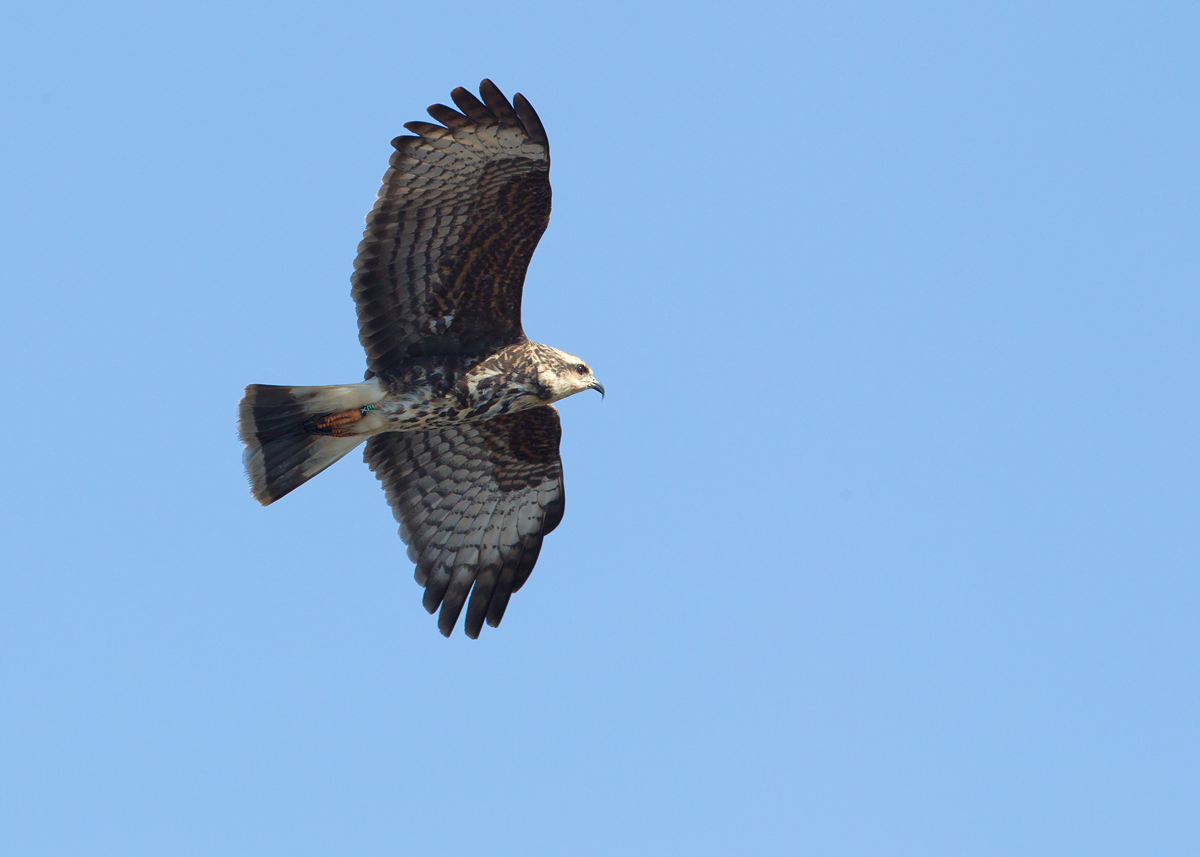 Snail Kite, East Lake Tohopekaliga