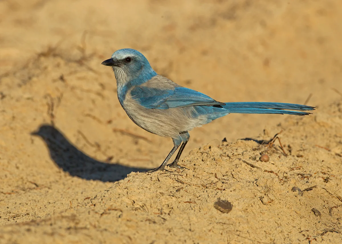 Florida Scrub-Jay, Merritt Island FL, Jan 2014