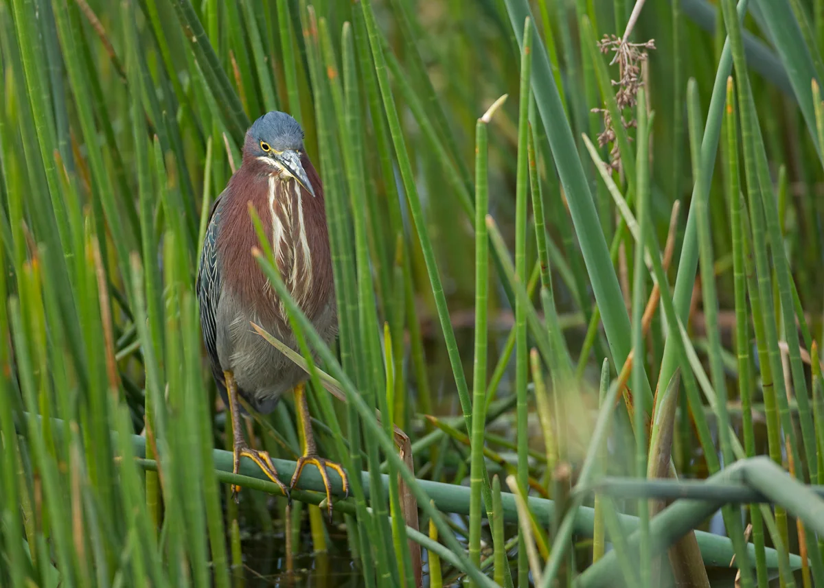 Green Heron, Viera Wetland FL, Jan 2014