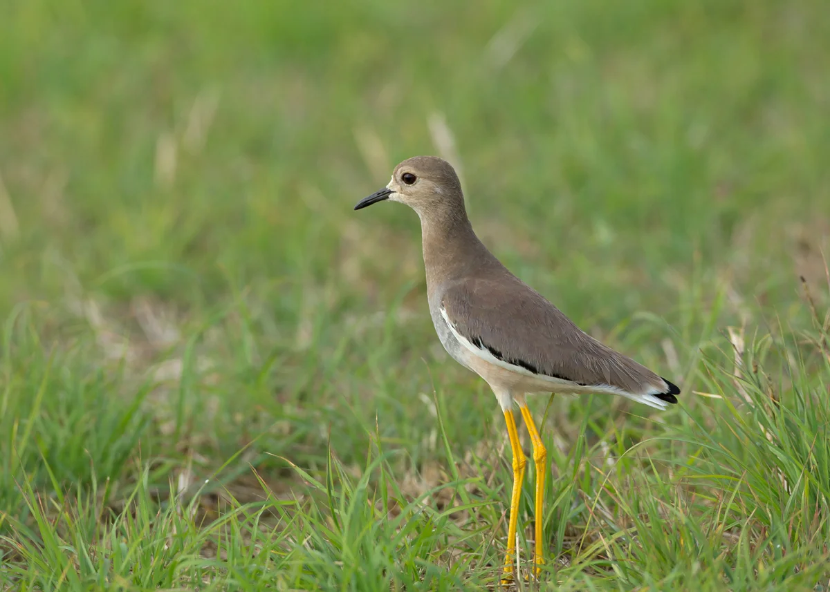 White-tailed Lapwing, Sohar Sun Farms Feb 2014