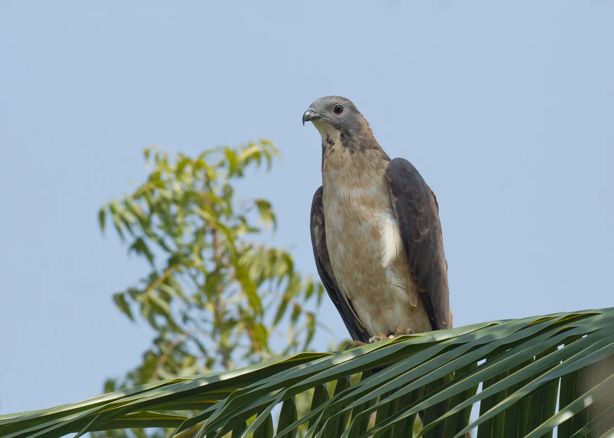 Crested Honey Buzzard, Barka Feb 2014