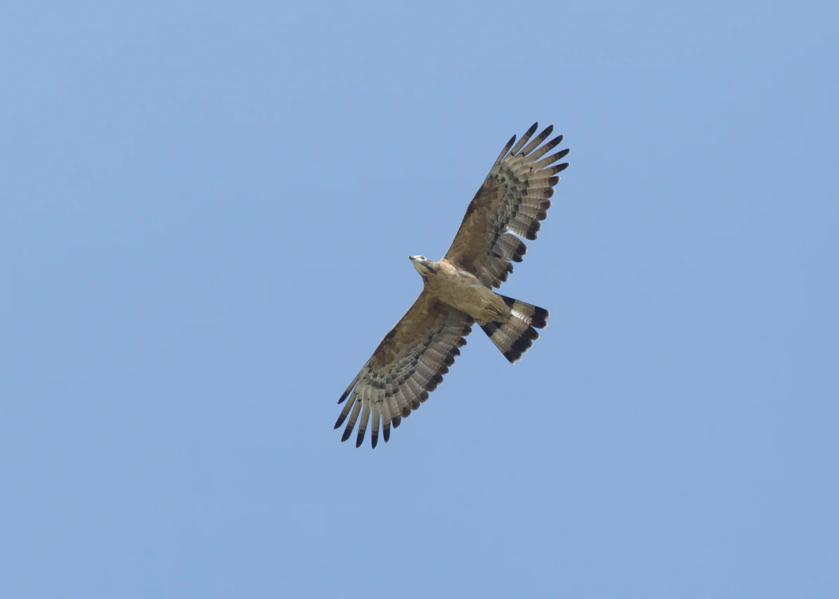 Crested Honey Buzzard, Barka Feb 2014