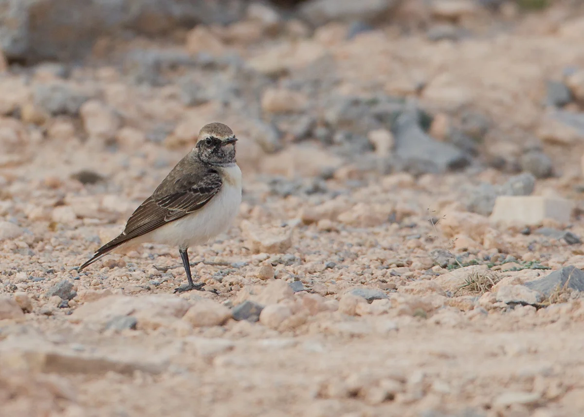 Pied Wheatear, Sayq Plateau Feb 2014