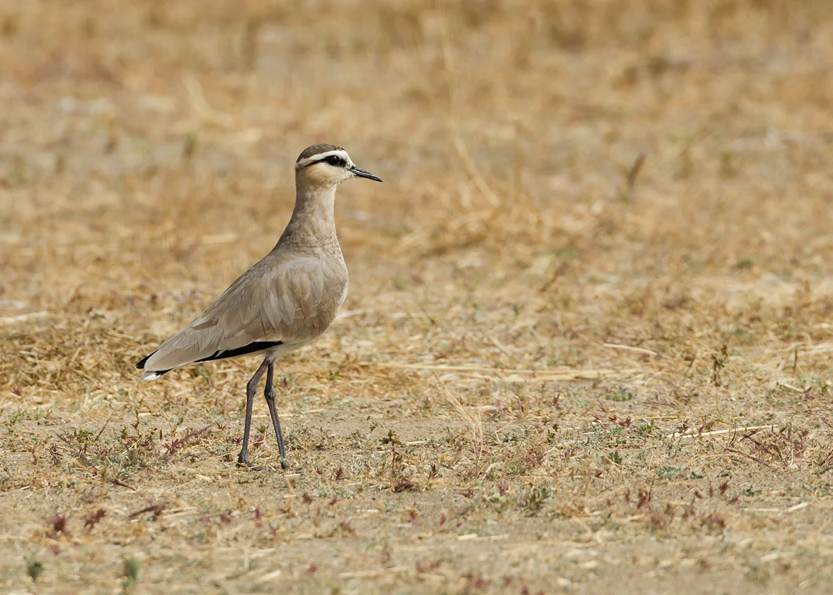The critically endangered Sociable Lapwing, Sohar Sun Farms, Oman (Mike Watson)
