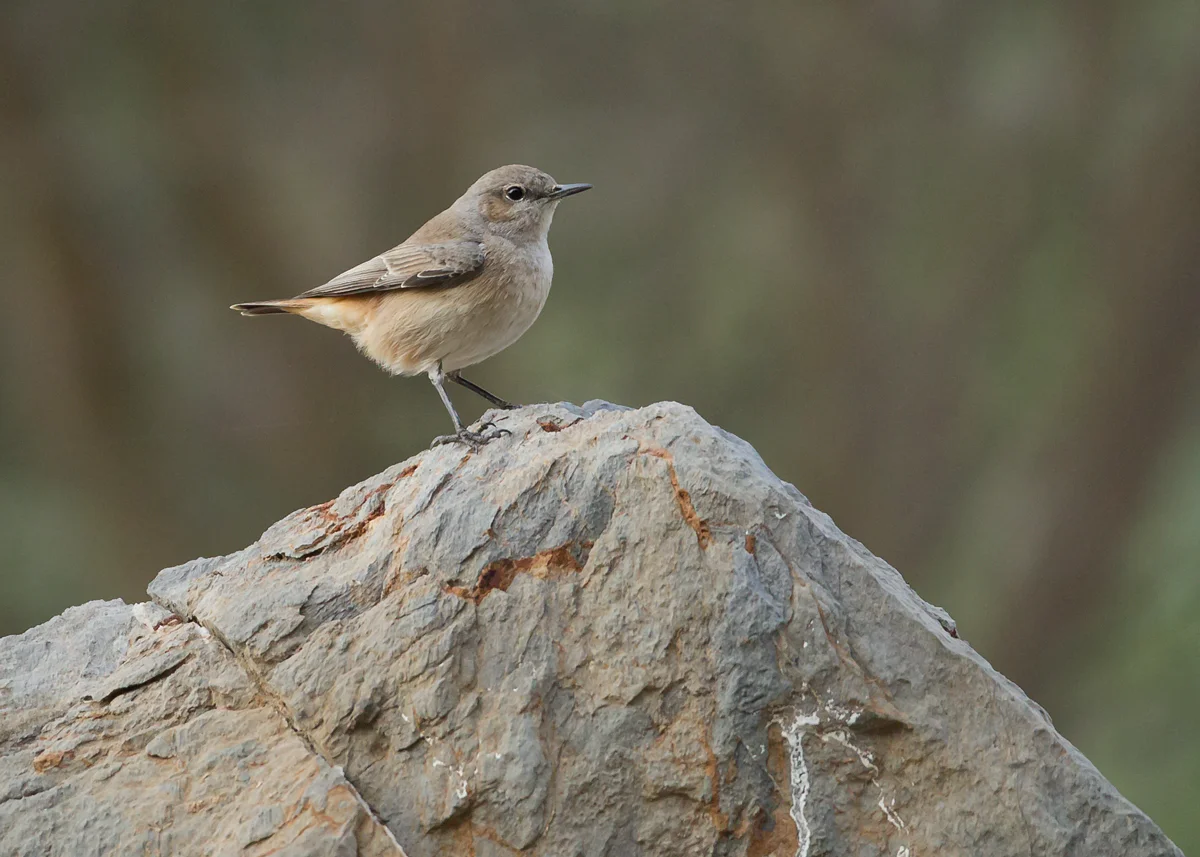 Red-tailed Wheatear, Al Hajar Mountains, Oman