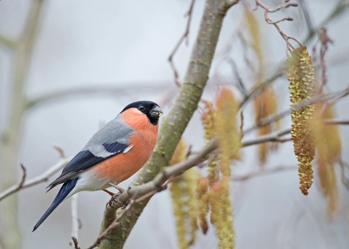 Eurasian Bullfinch, Ribble Valley