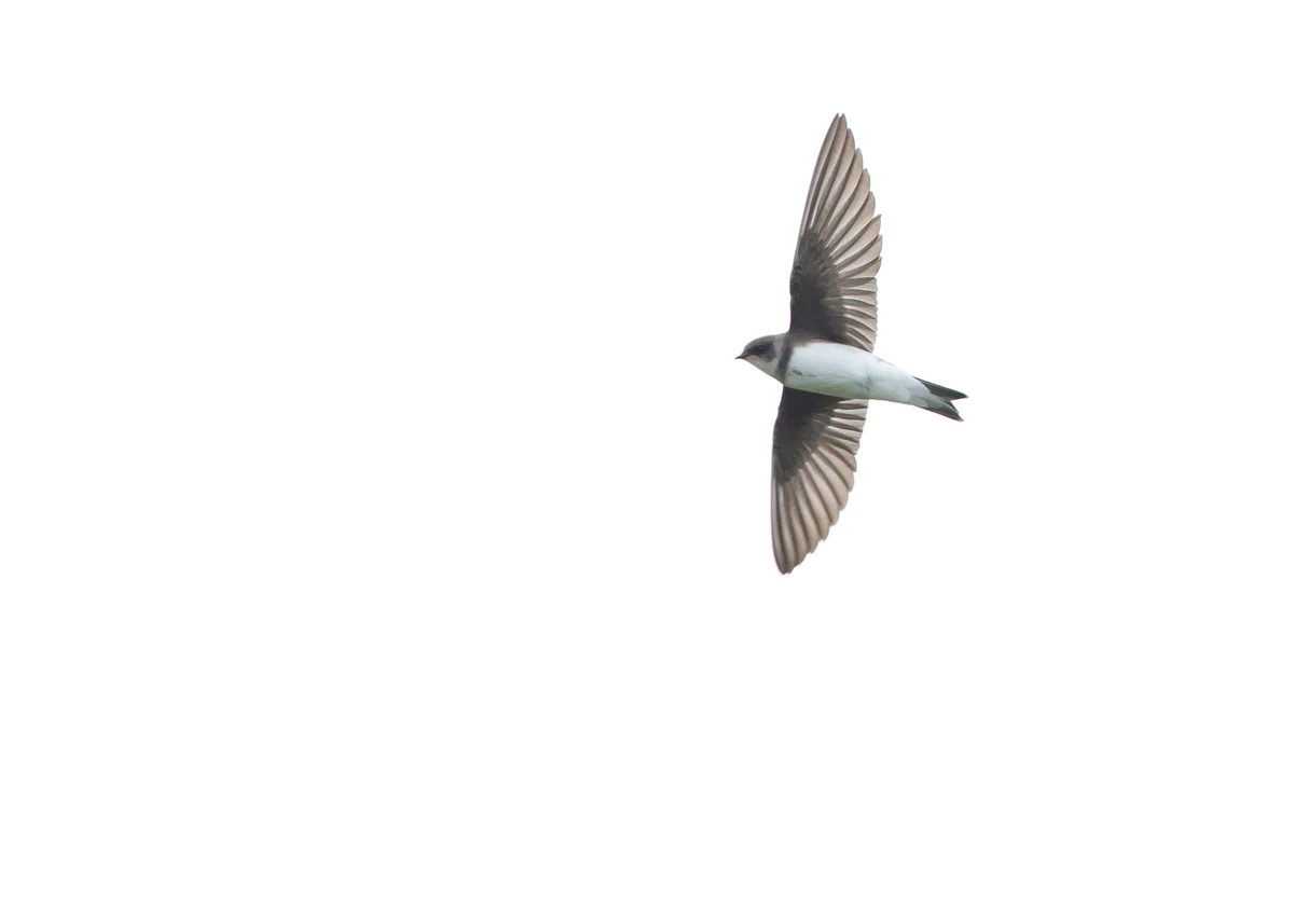 Sand Martin, River Ribble at Ribchester