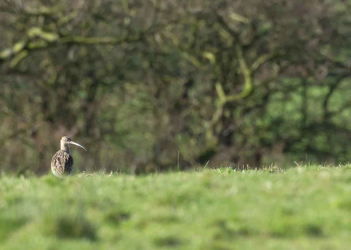 Eurasian Curlew on its breeding territory in Ribchester - I can hear this one calling early each morning from my bed!