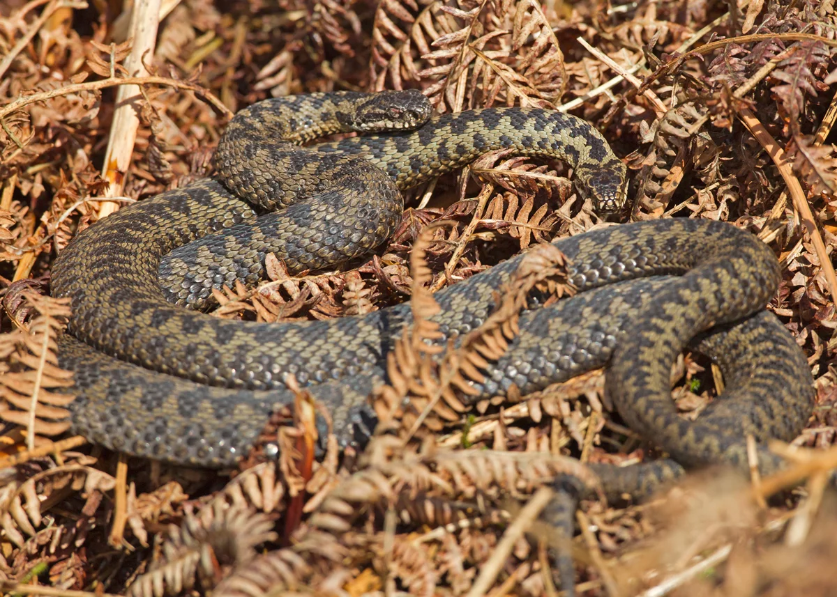 Two female Adders tangled together on a bed of bracken in Bowland.