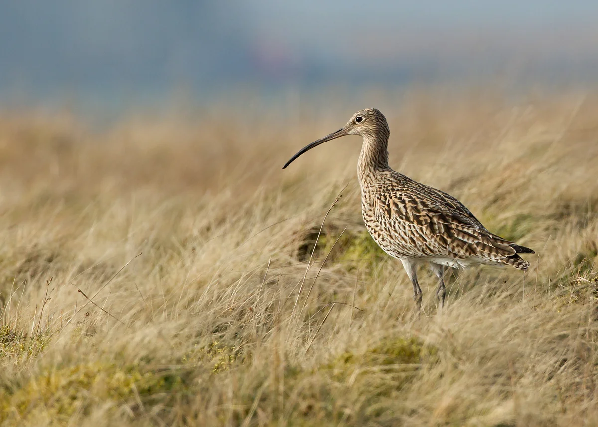 Eurasian Curlew, Bowland Fells