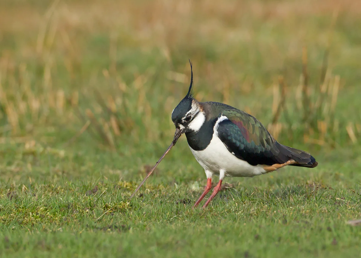 Shorebirds like lapwings ought to benefit from the high water table at the moment!