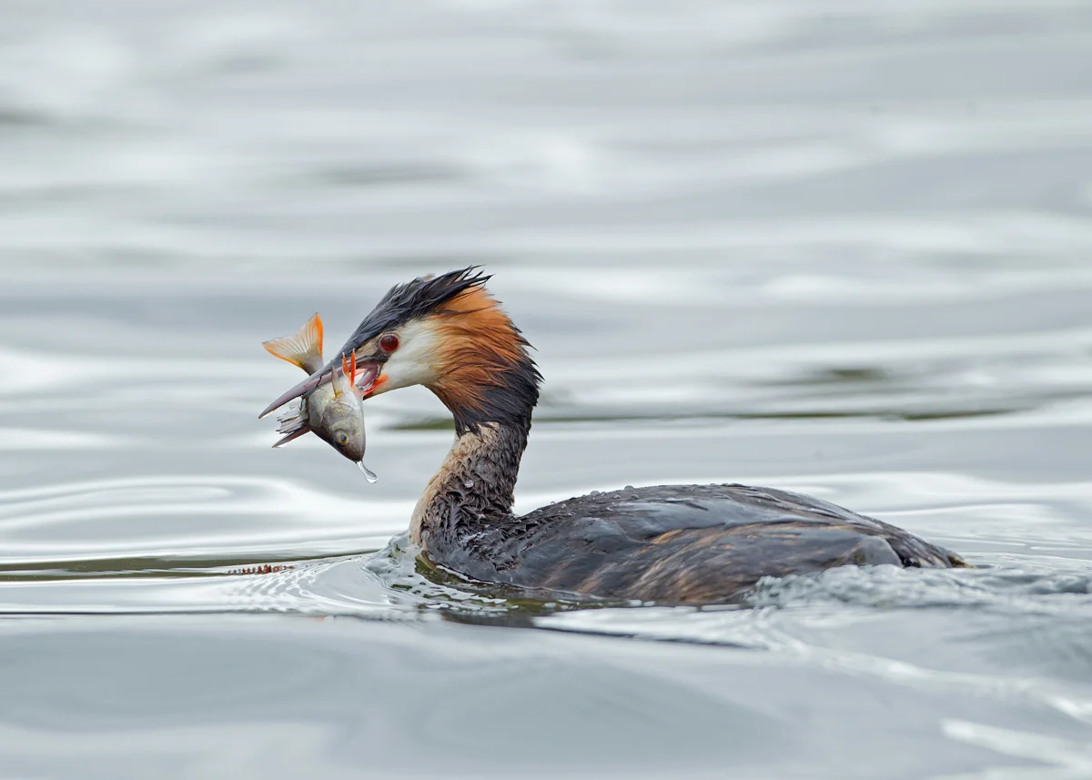 Great Crested Grebe, East Lancashire, April 2014