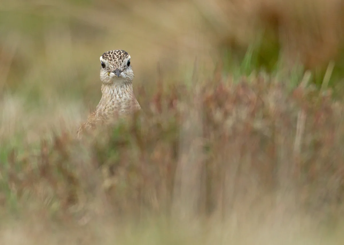 Eurasian Dotterel, Pendle Hill, East Lancashire April 2014