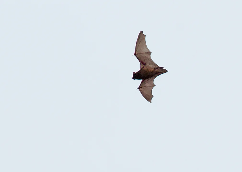 Noctule Bat hunting in midday sunshine at Ribchester