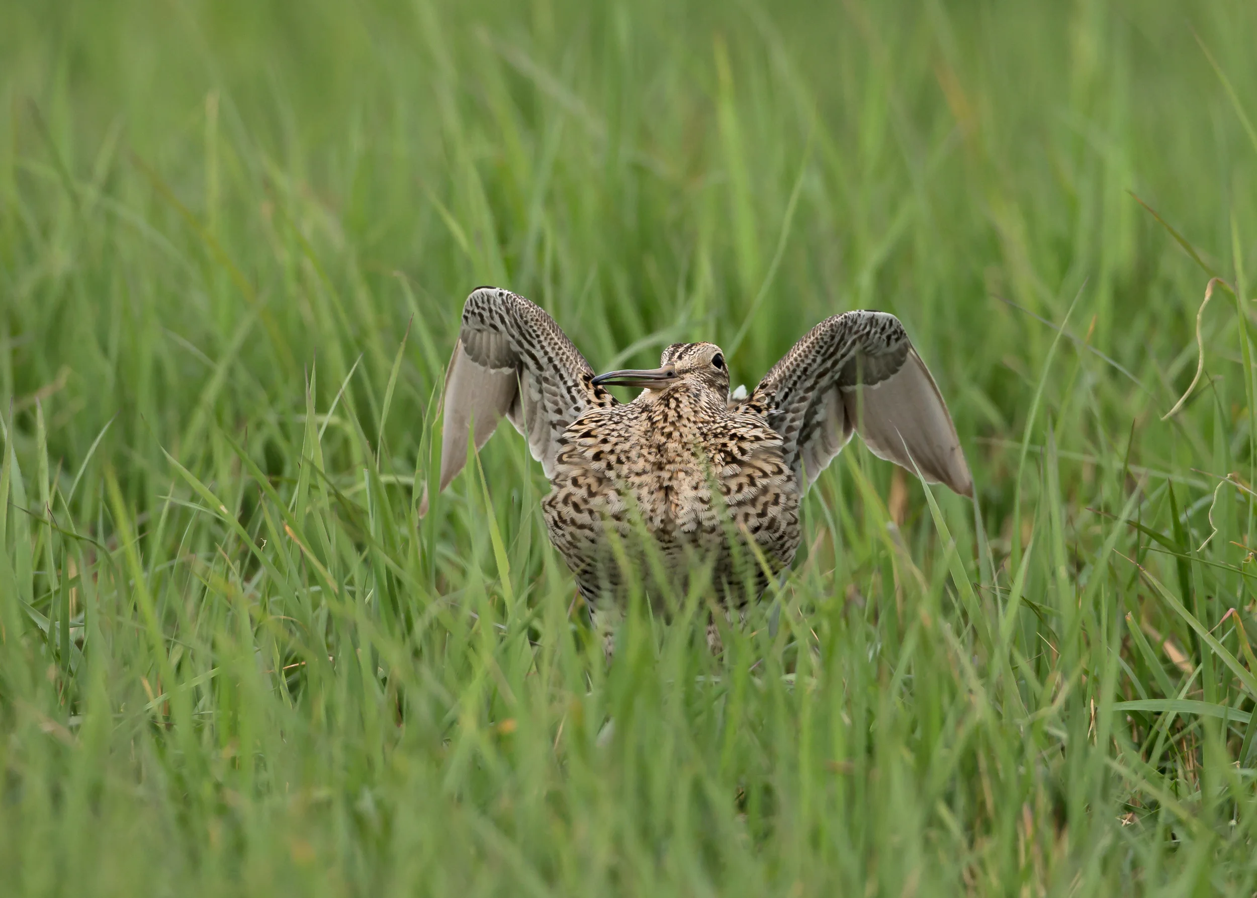 Great Snipe, Turov Meadow, Belarus May 2014