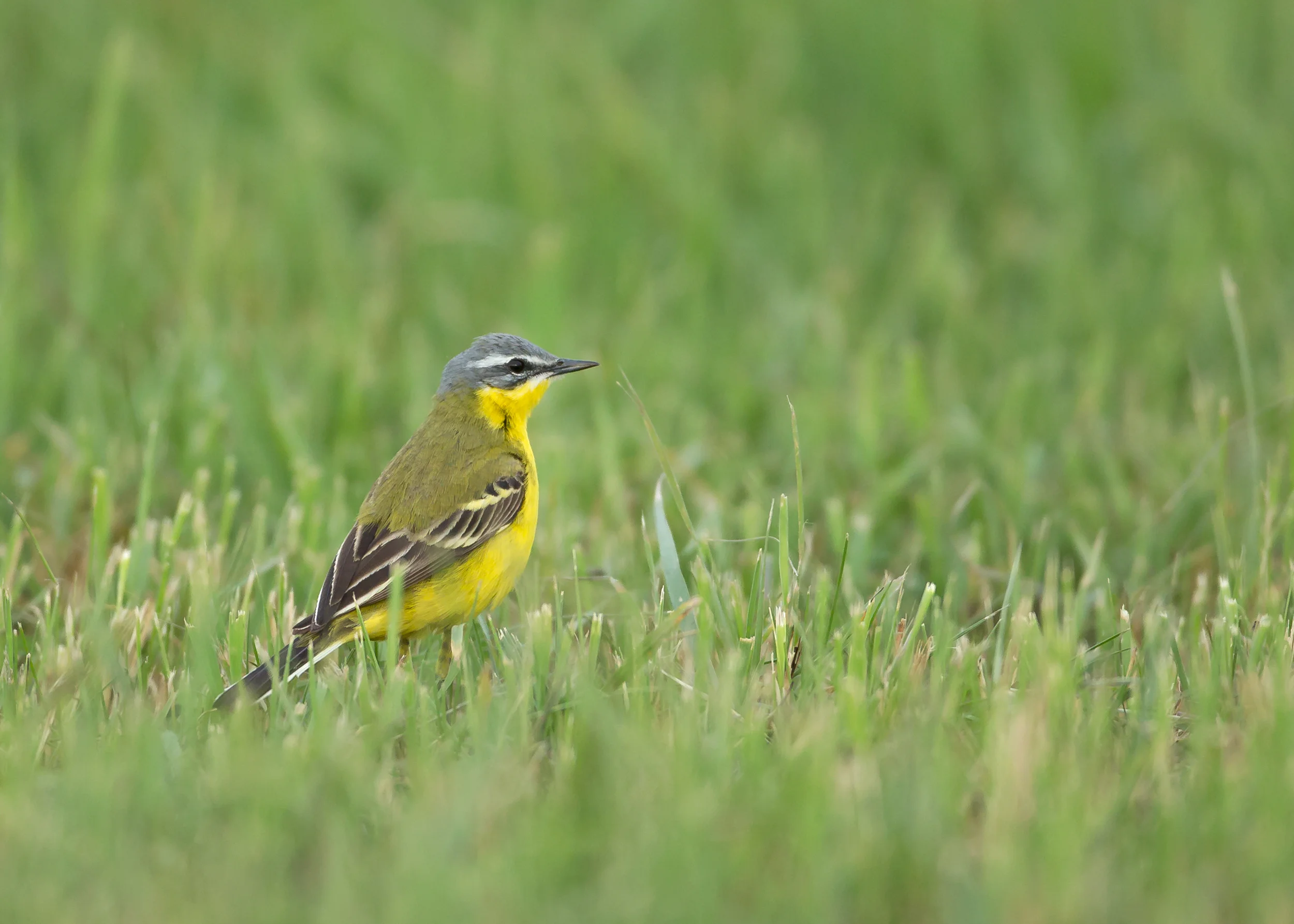 Blue-headed Wagtail, Turov Meadow, Belarus May 2014