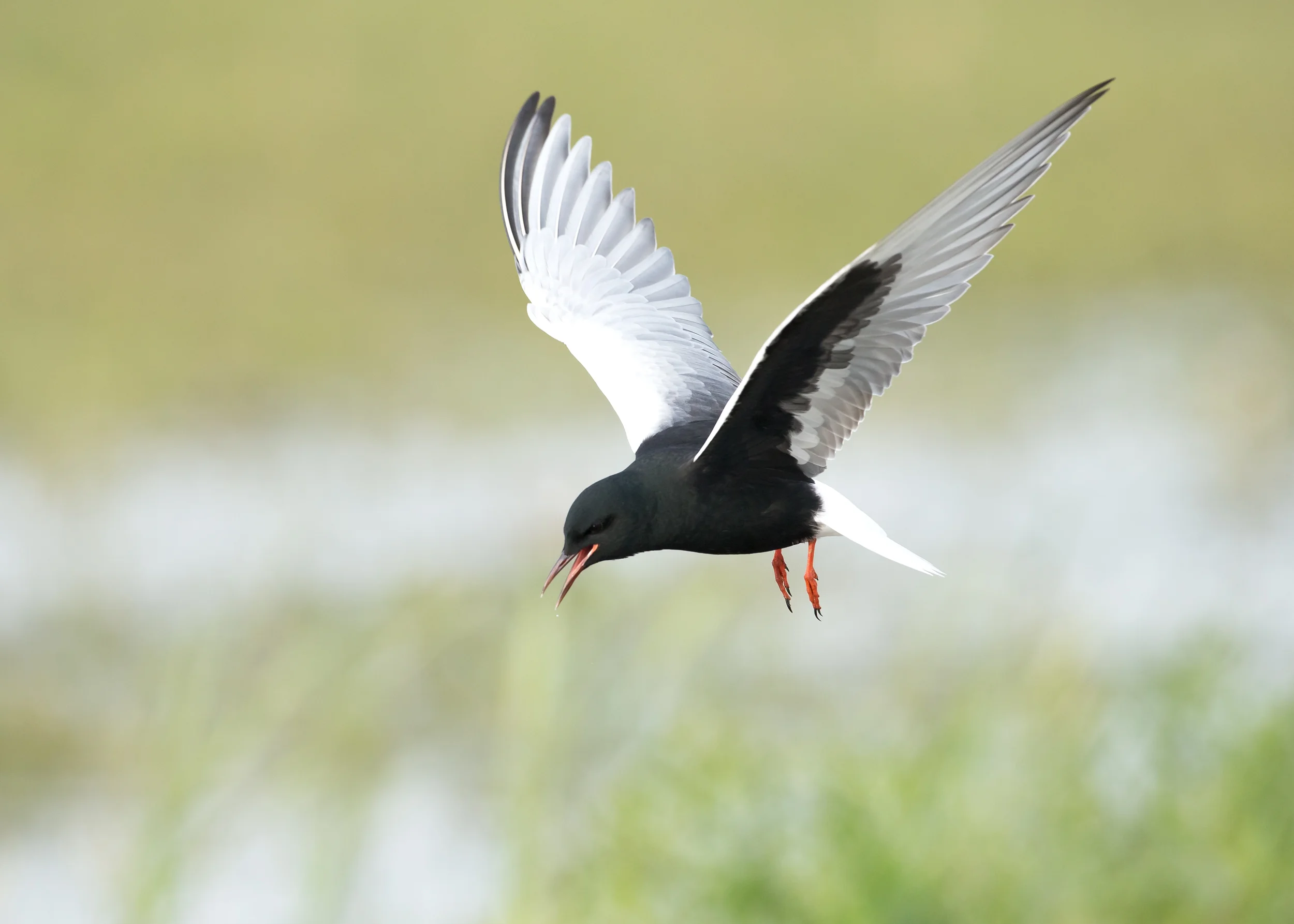 White-winged Tern, Turov Meadow, Belarus May 2014