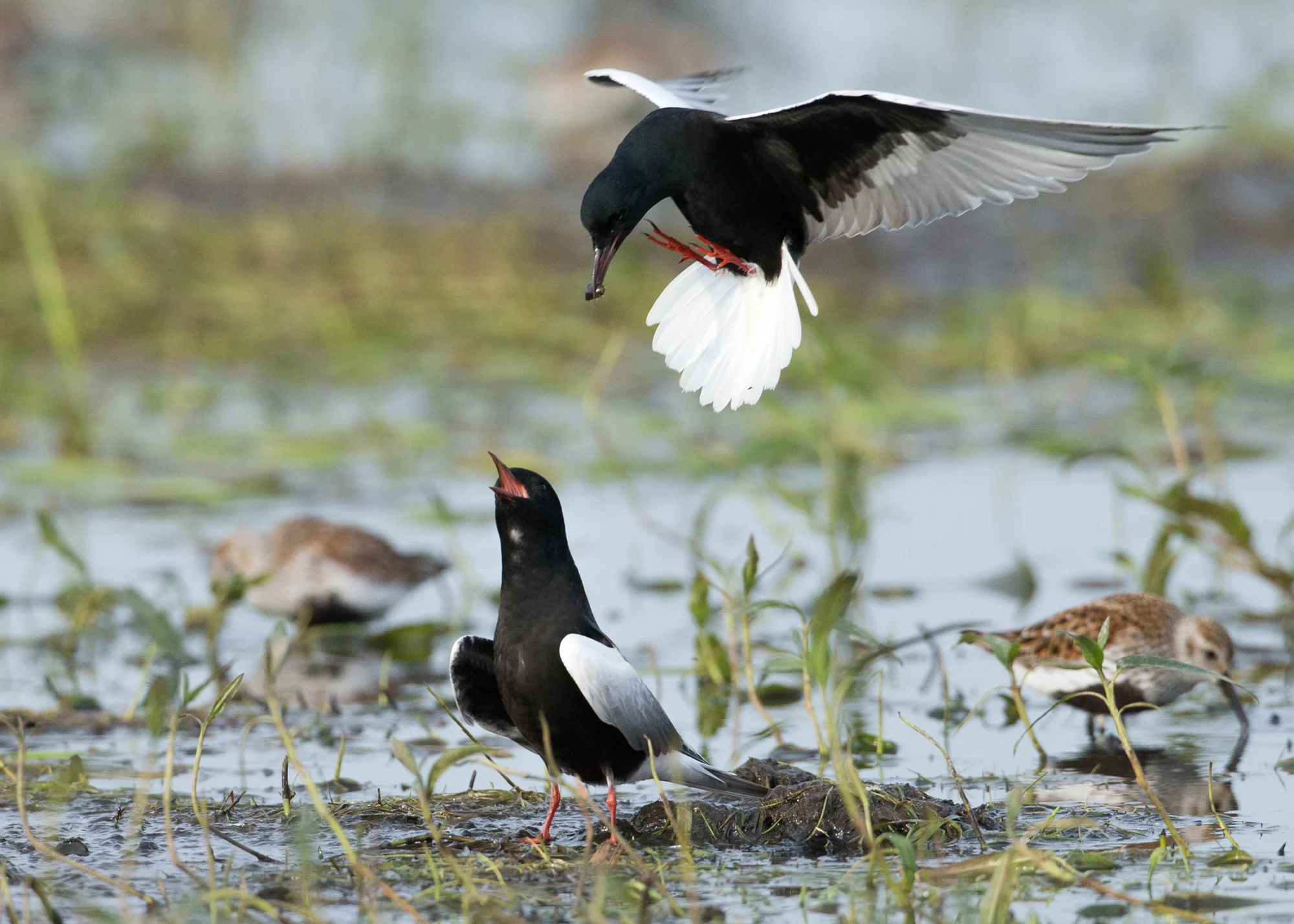 White-winged Terns, Turov Meadows, Belarus May 2014