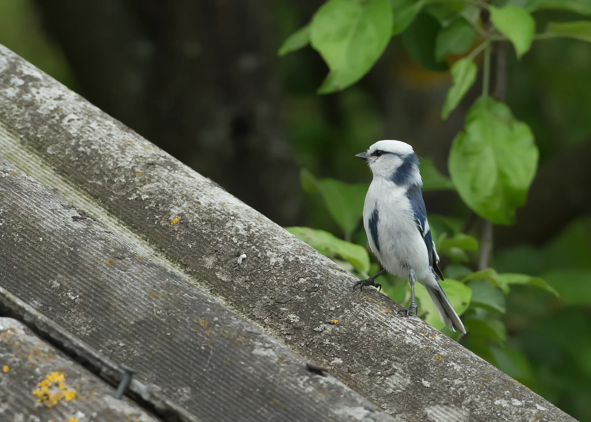 Azure Tit, Belarus May 2014