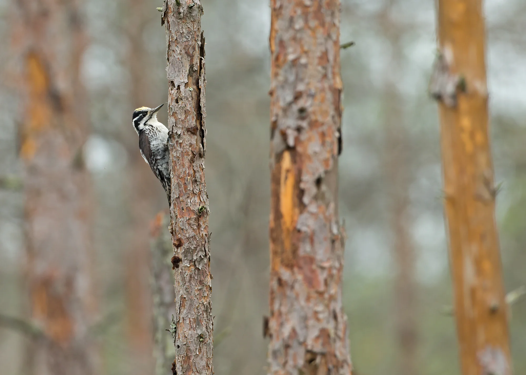 Eurasian Three-toed Woodpecker, Pripyatskiy National Park May 2014