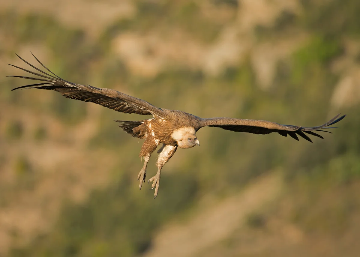 Eurasian Griffon Vulture, Lleras April 2014