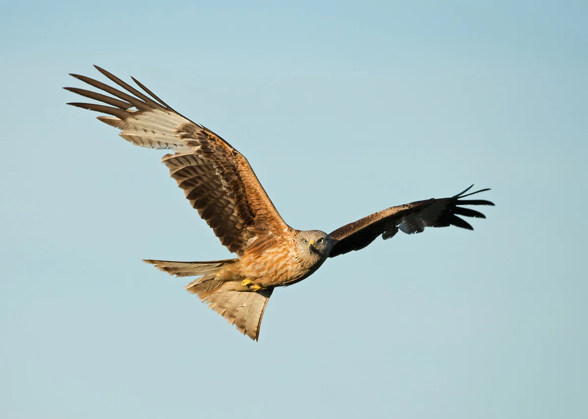 Red Kite, Lleras April 2014