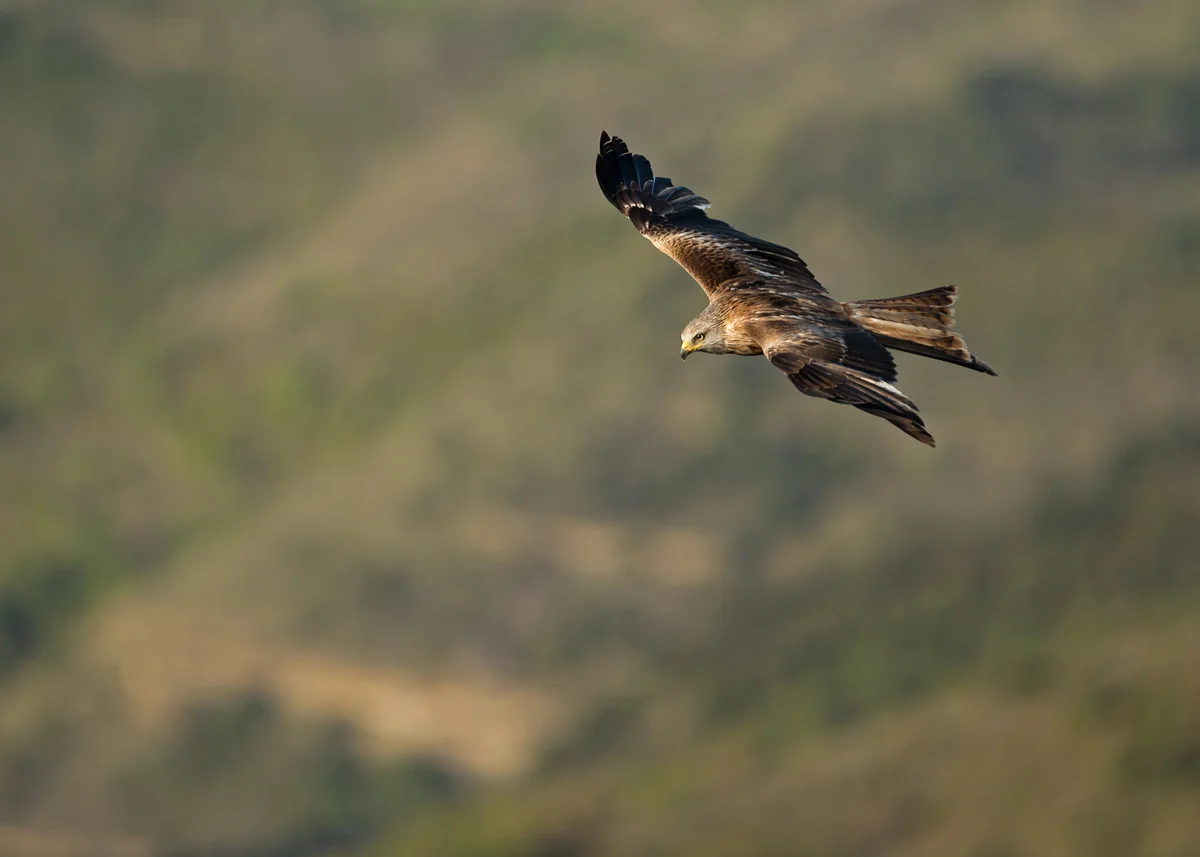 Red Kite, Lleras April 2014