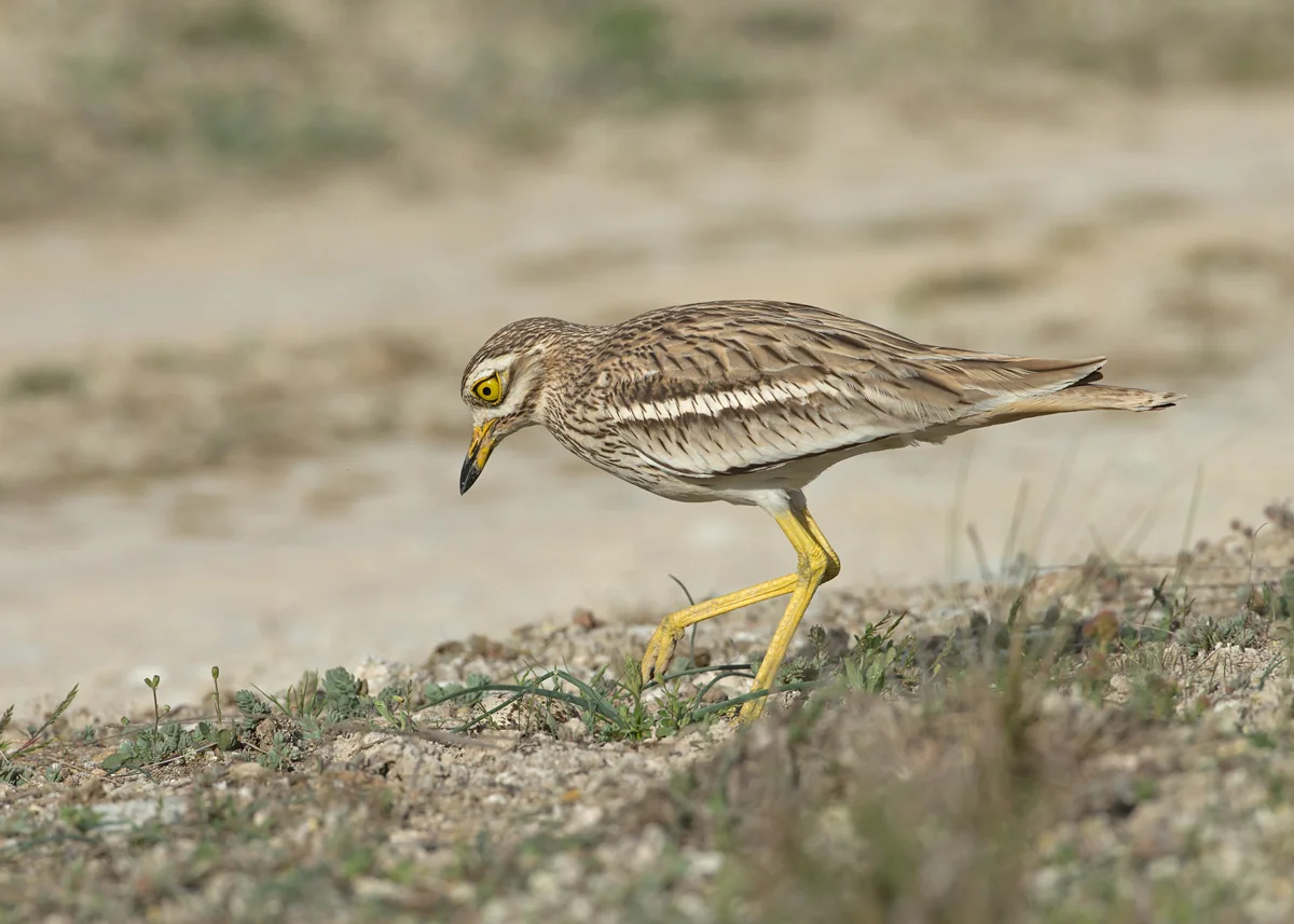Eurasian Stone Curlew, Lleida Plains May 2014