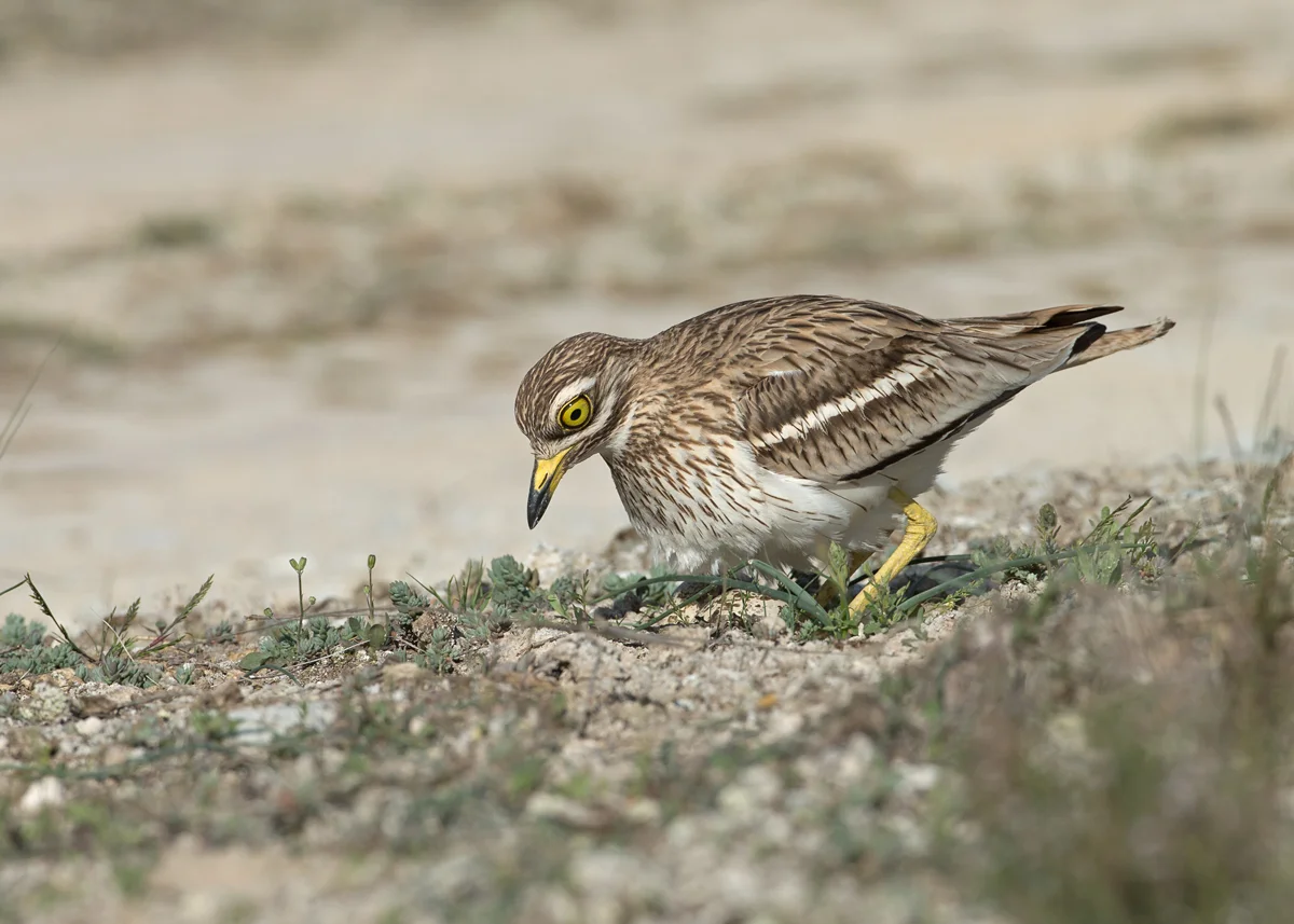 Eurasian Stone Curlew, Lleida Plains May 2014