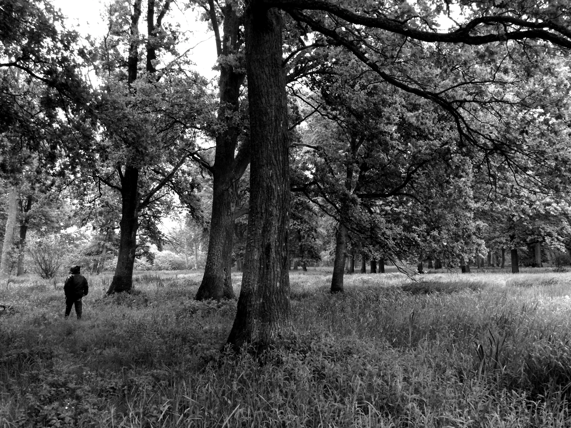 Flooded oak forest, Pripyatskiy National Park May 2014
