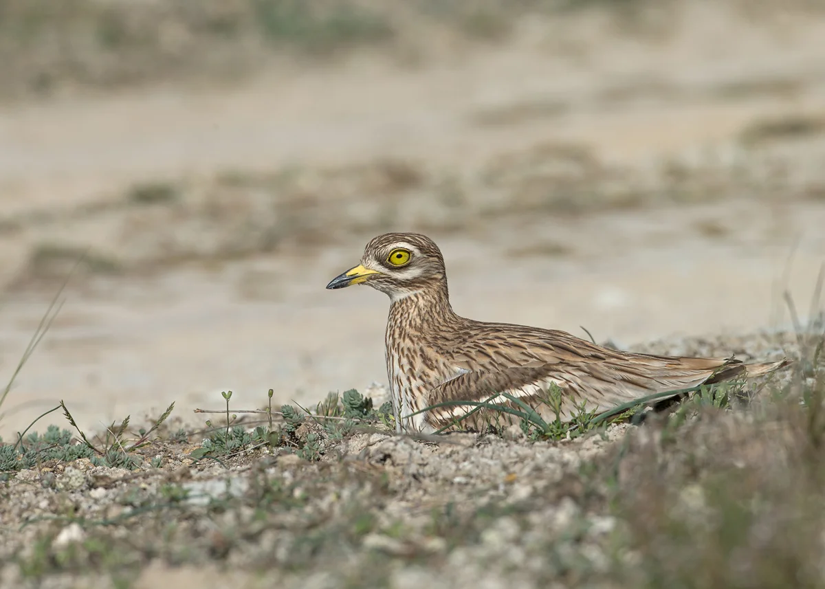 Eurasian Stone Curlew, Lleida Plains may 2014