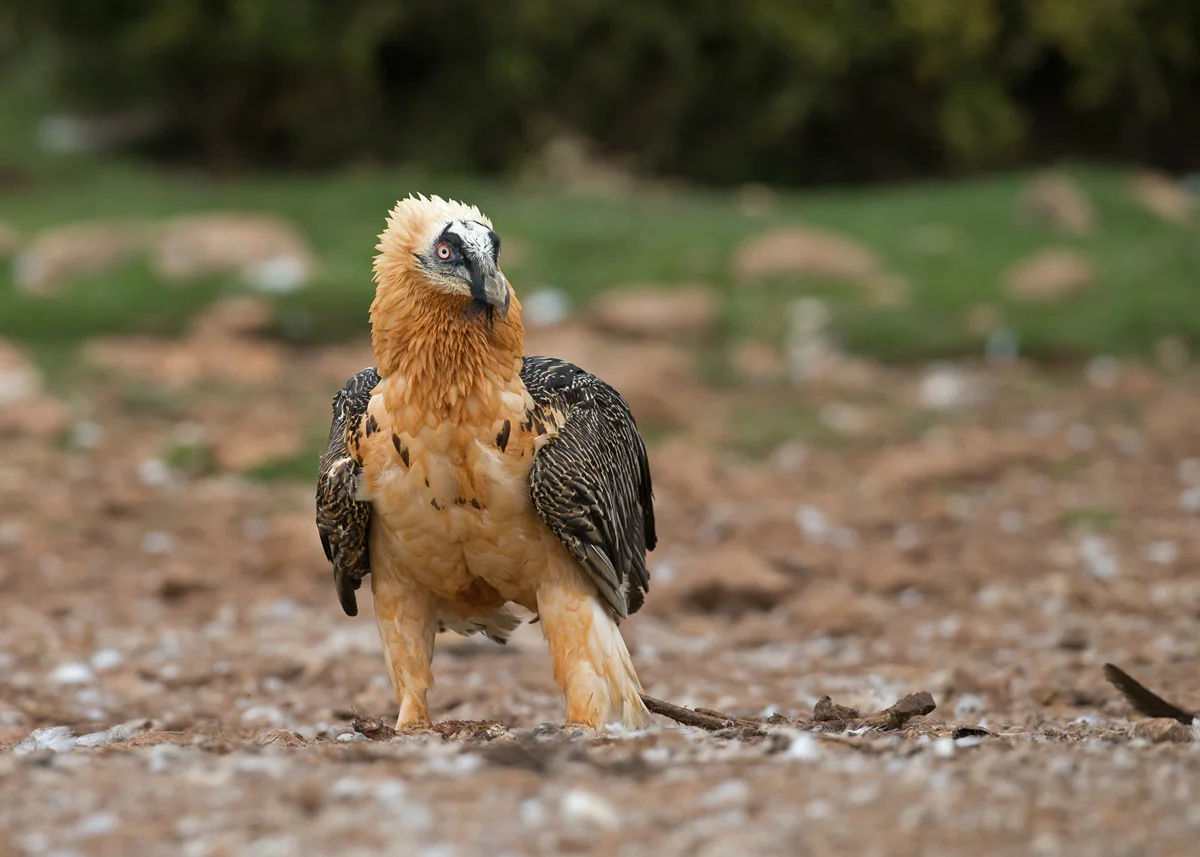 Lammergeier-Beared-Vulture-Pyrenees.jpg