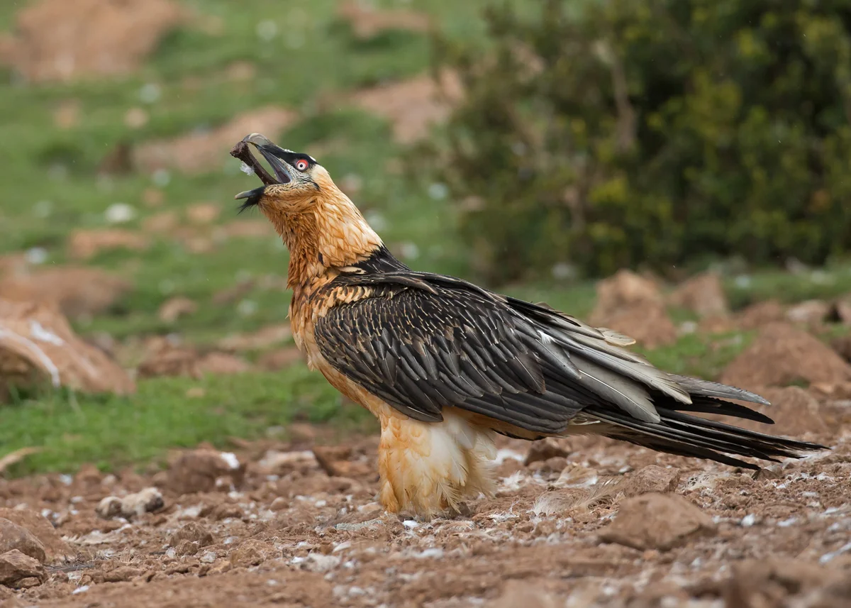 Lammergeiers-Bearded-Vulture-Pyrenees.jpg