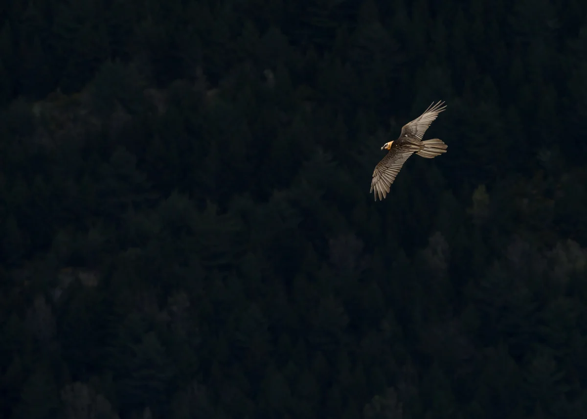 Midnight-Lammergeier.jpg
