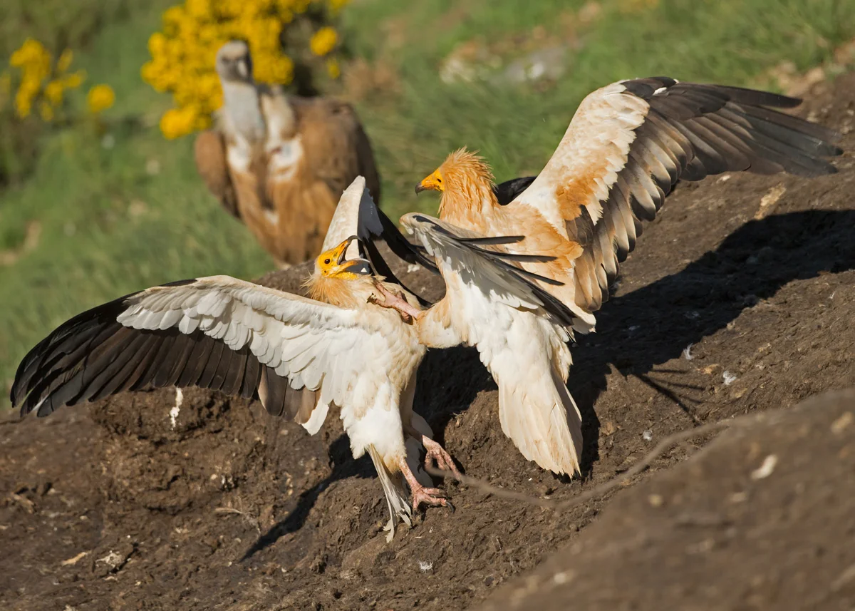 Egyptian-Vulture-Pyrenees.jpg