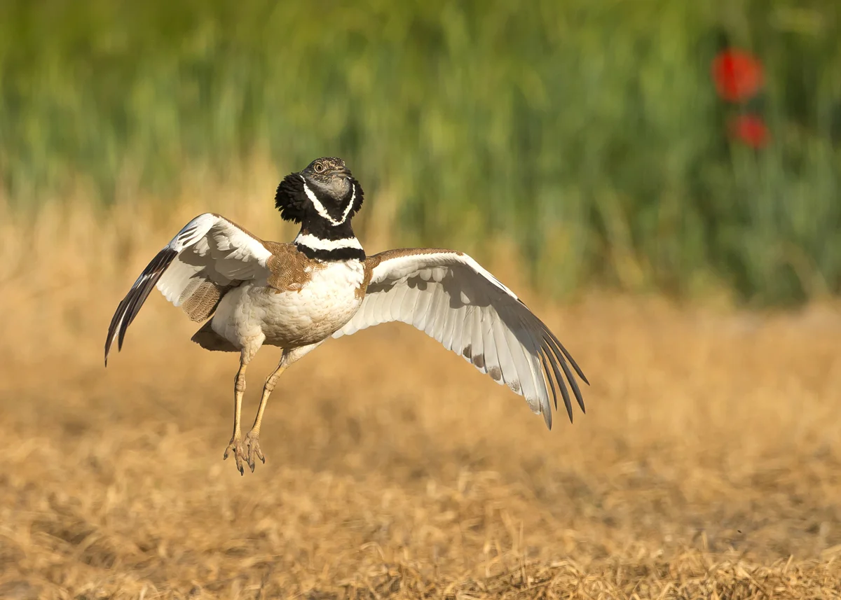 Male Little Bustard, Lleida Plains, Catalonia