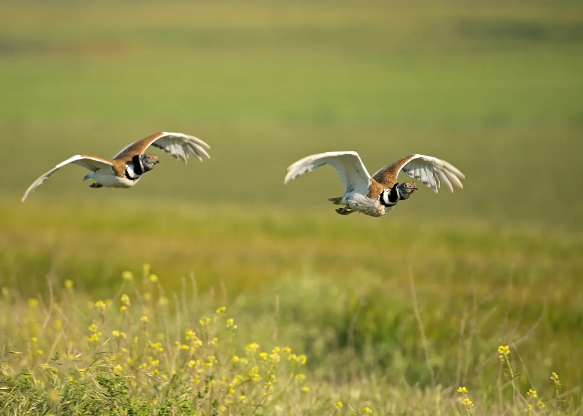 Male Little Bustards chasing, Lleida Plains, Catalonia